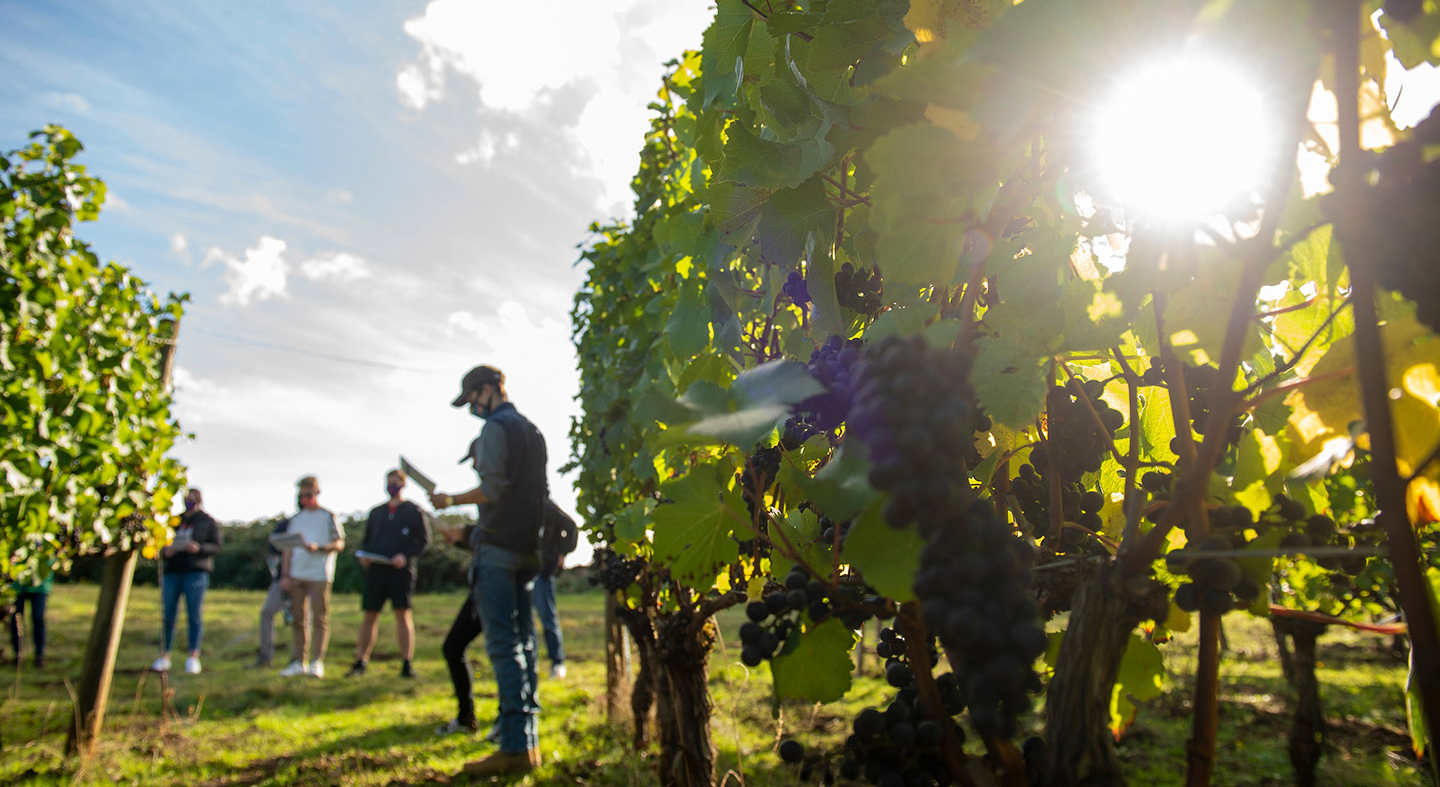 Linfield students studying the vineyards of Crawford Beck in Amity, OR