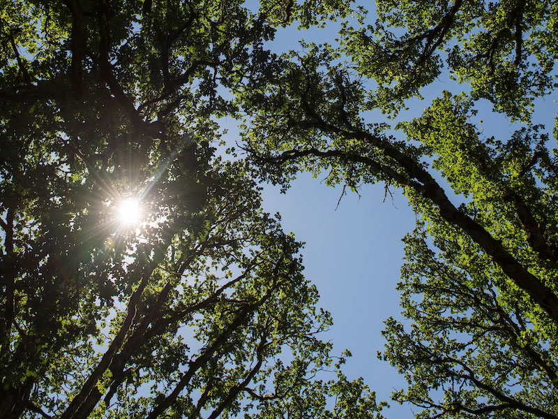 sunlight through the tree tops