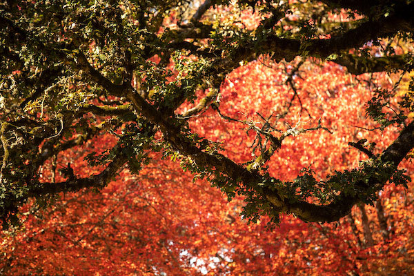 campus in the fall