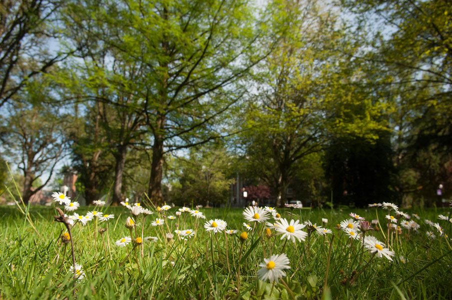 Miller Woods Conservation field