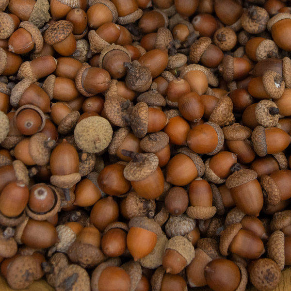 The bowl of acorns, the Linfield tradition