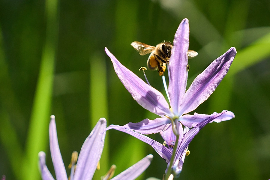 A bee on a camas flower.