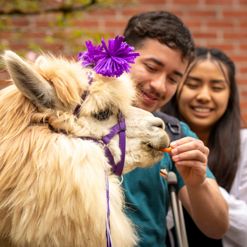 Two students feeding a therapy llama carrots.