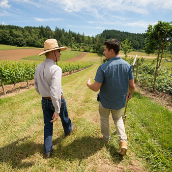 Professor and student walking through row of vineyards in discussion.