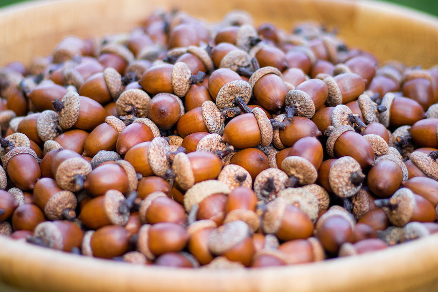A bowl of acorns.