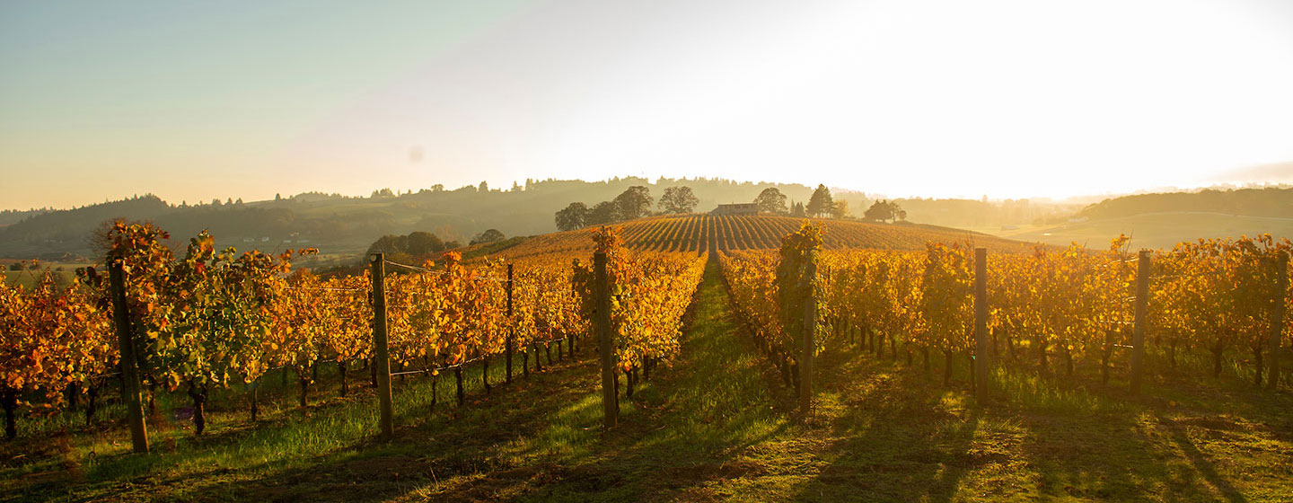 A vineyard on an early fall morning with the sun rising behind the rows of grapes
