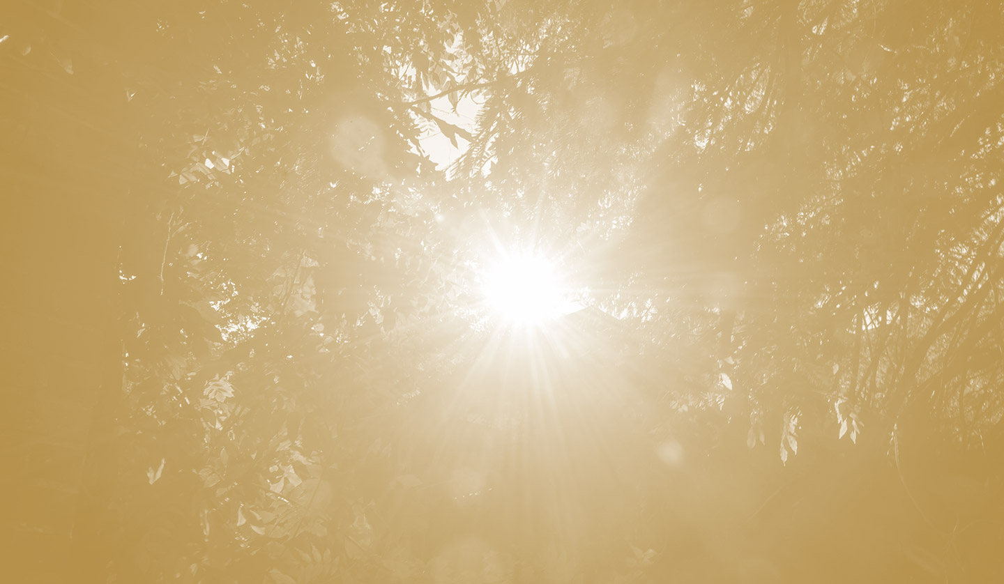 Sun shining through tall trees