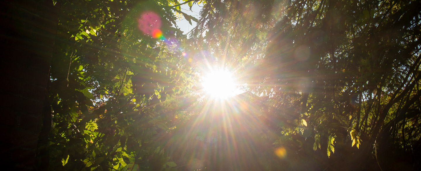 Sun shining through tall trees