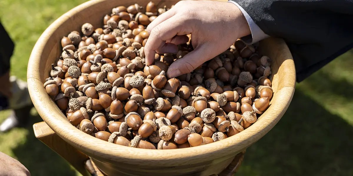 acorns in a wooden bowl at Commencement.