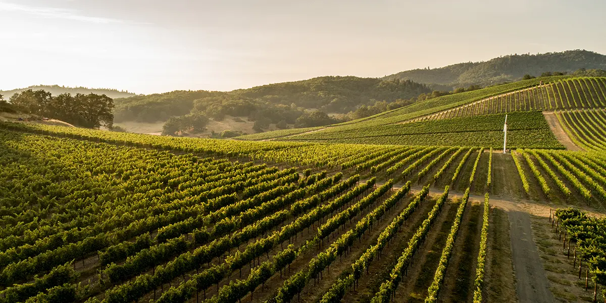 landscape photo of Abacela vineyard, courtesy of Oregon Wine Board. 