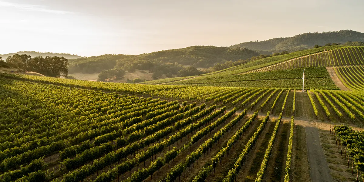 landscape photo of Abacela vineyard, courtesy of Oregon Wine Board.