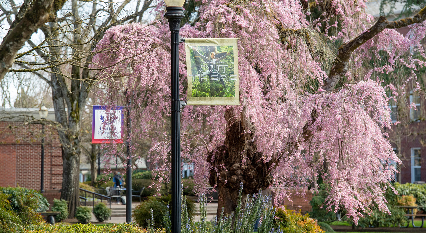 Linfield University McMinnville Campus in the spring. Cherry blossoms in the academic quad