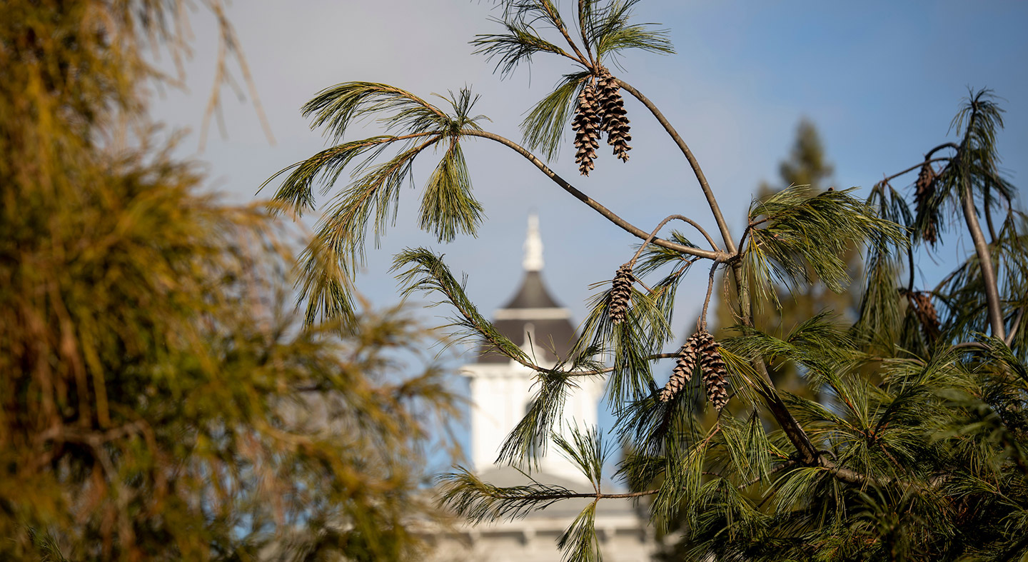 The top of Pioneer Hall through pine trees in winter