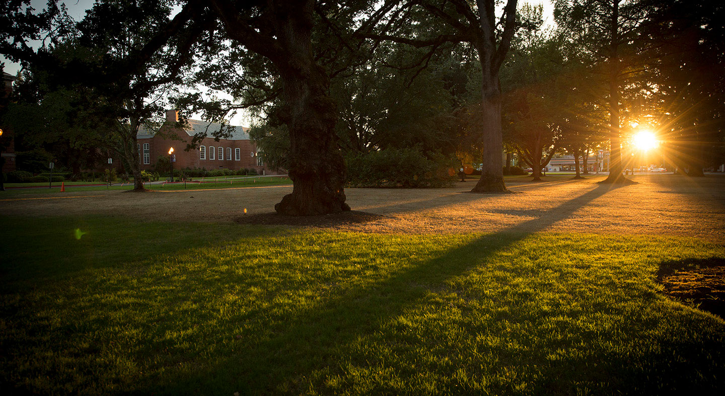 Oak Grove in the morning sun