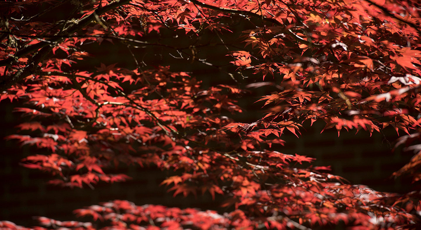 Maple trees