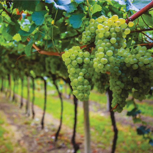 Level 2 grapes in vineyard