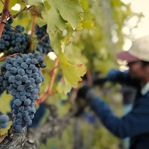 close-up of grapes in a vineyard with a person working in the background. Provided courtesy of Oregon Wine Board.