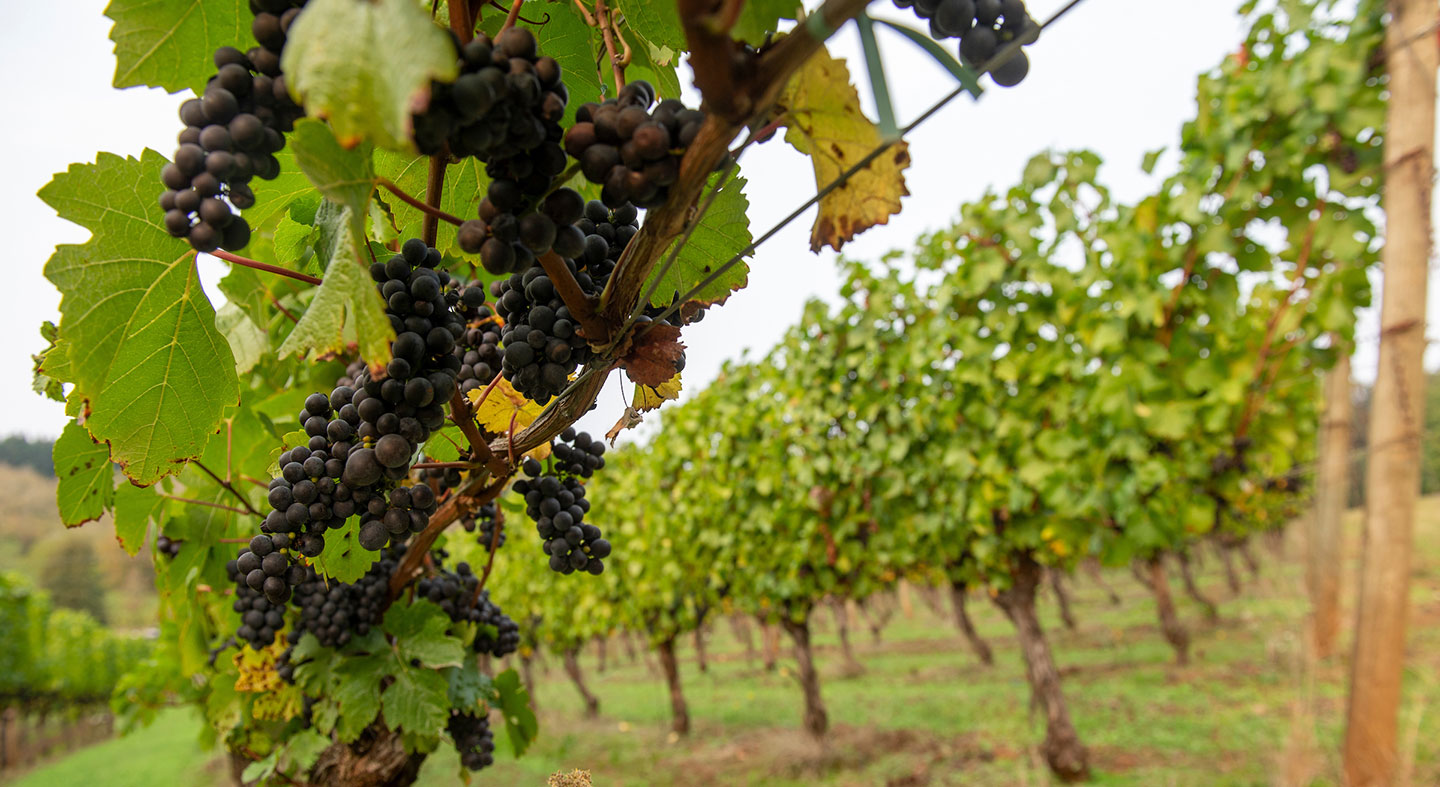 grapes on the vine