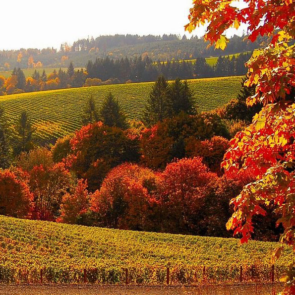 vineyards in the fall