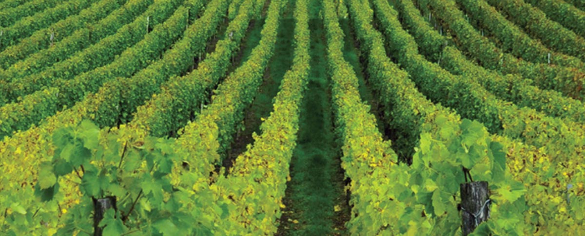 vines