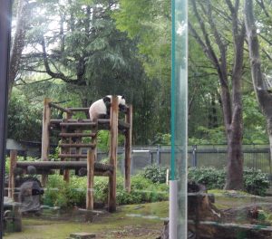 Ueno Zoo panda