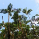palms in the amazon