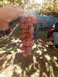 A bunch of grapes I picked