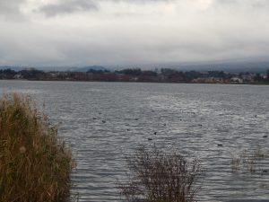 Lake at Oishi Park