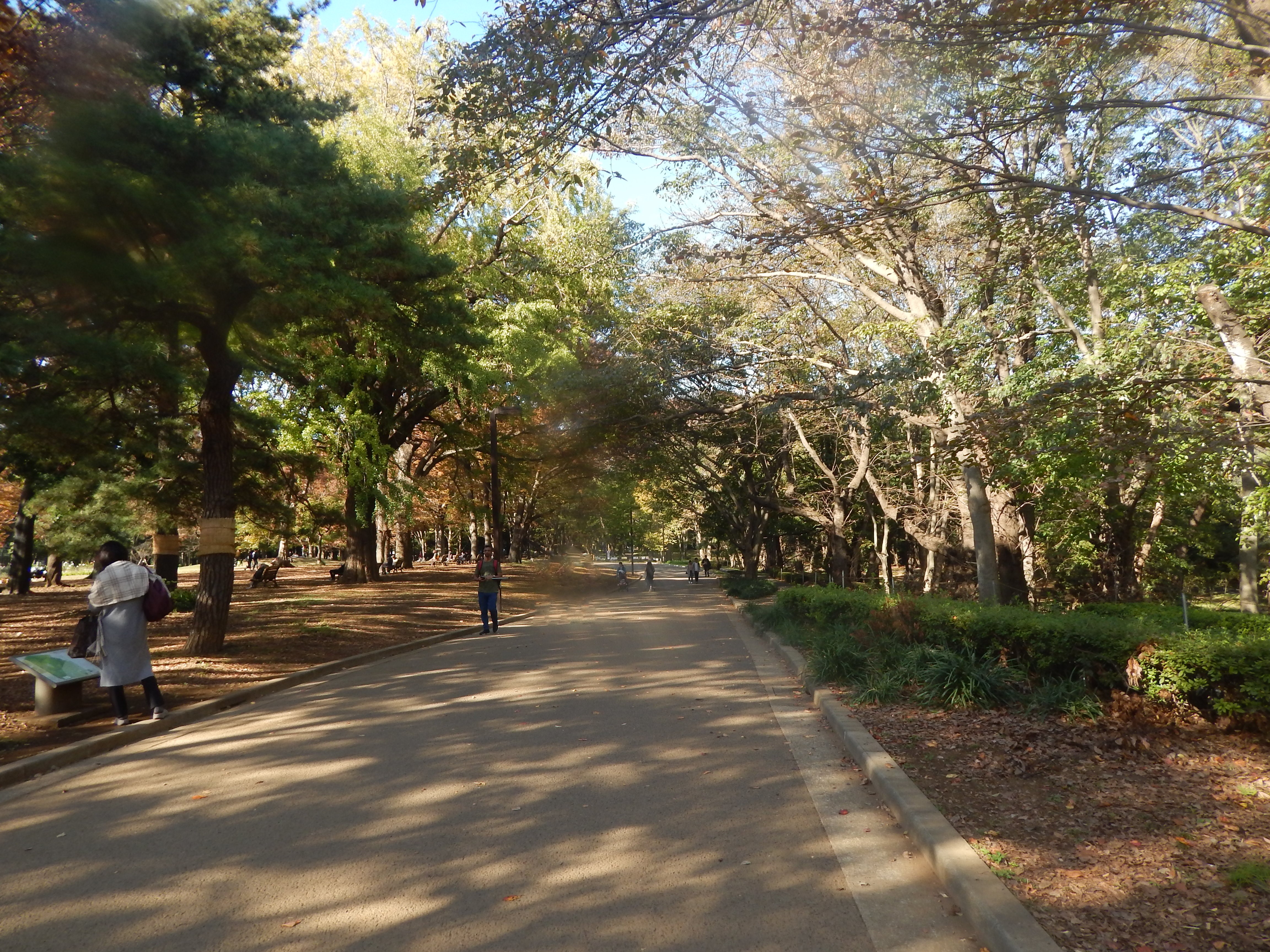 Yoyogi Park Walkway