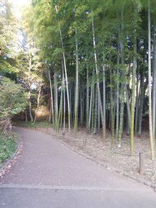 Bamboo Pathway of Imperial Palace Garden