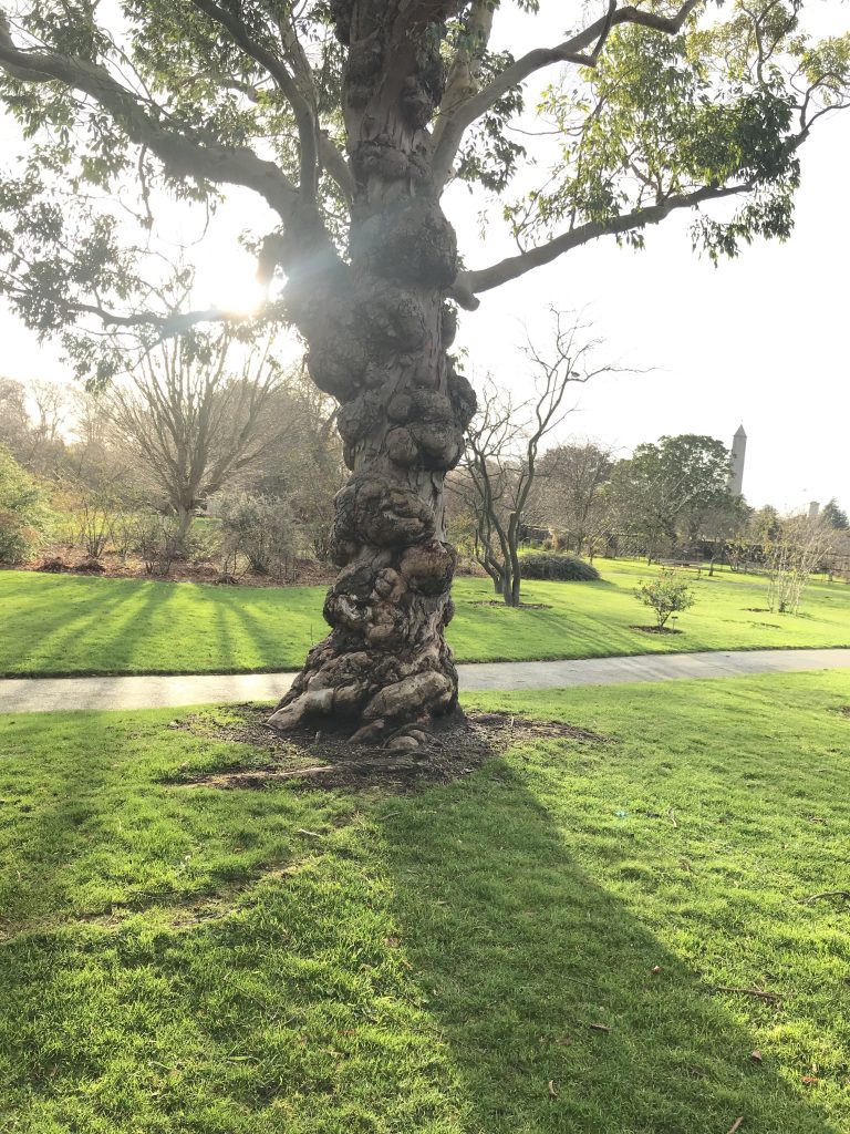 A cool looking tree at the botanical gardens