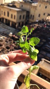 A sprig of mint given to me to mask the smell of the tannery in Fes, Morocco