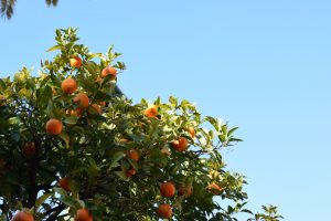 There are beautiful orange trees everywhere! They are edible but very sour, so it was recommended that we do not eat them. That must be why the trees are so full!