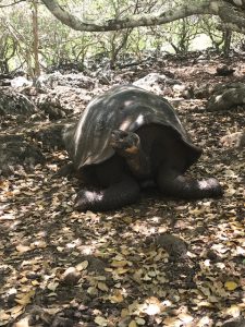 A Galápagos tortoise from the nesting center that we visited.