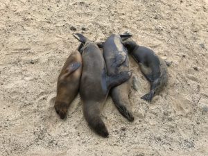 A cute group of sea lions cuddling on the beach