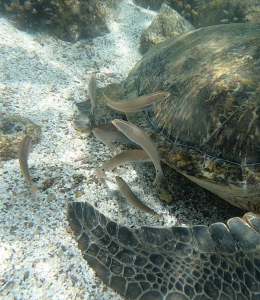 An example of fish "cleaning" turtles. These are Rainbow Wrasse fish eating the algae off of a Green turtle!