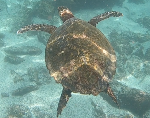 This is a Hawksbill turtle! They are not very common in the islands, so we were super lucky to see one during our research! 
