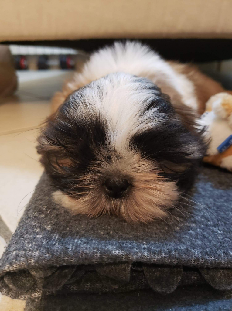 Pepa, a Shih Tzu puppy