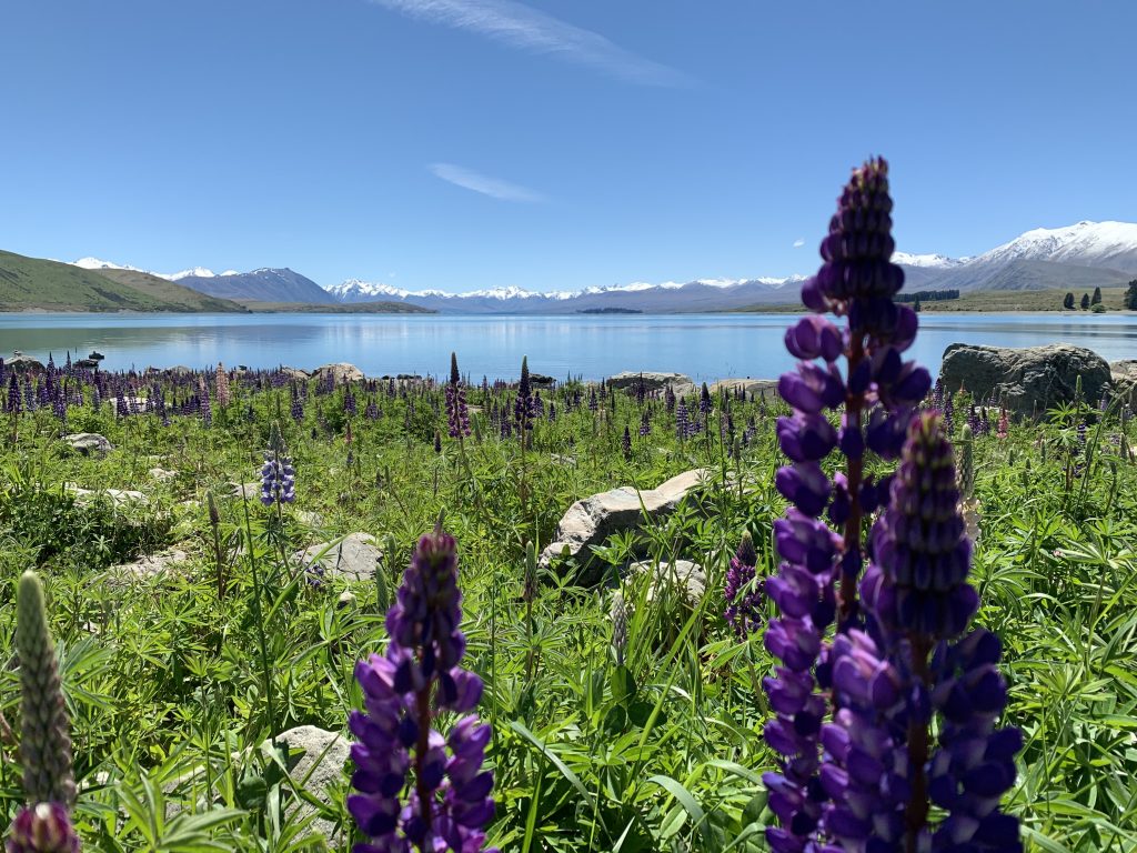 Wild purple lupins in a green field with Lake Tekapo and hills in the background with clear blue skies.