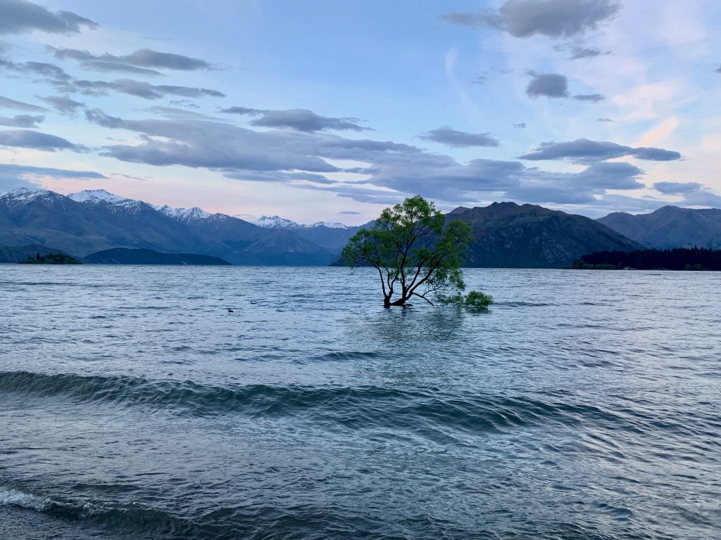 The Wanaka Tree in the middle of the ocean with hills and blue sky behind, at sunset.