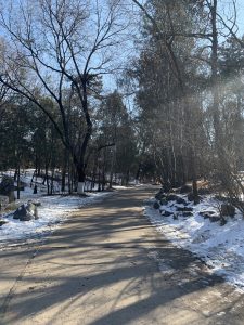 Winter at Beida-Pathway lined with snow and trees with no leaves