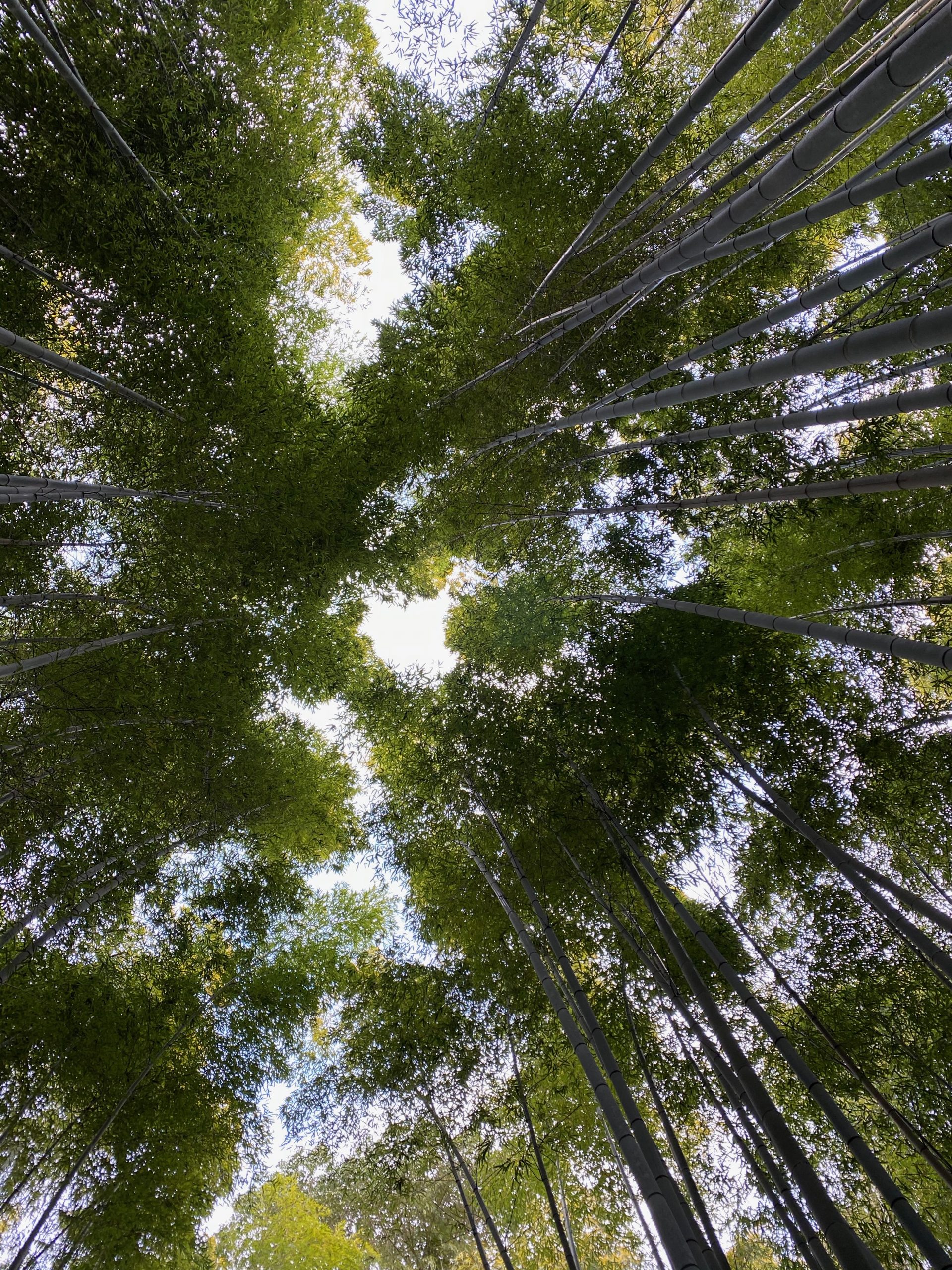 A view from the ground looking up in the middle of the bamboo forest