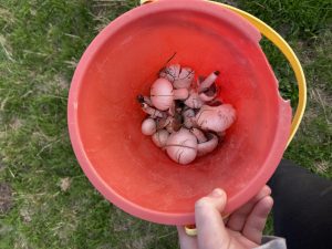 A red bucket with white mushrooms in the bottom, held over green grass.