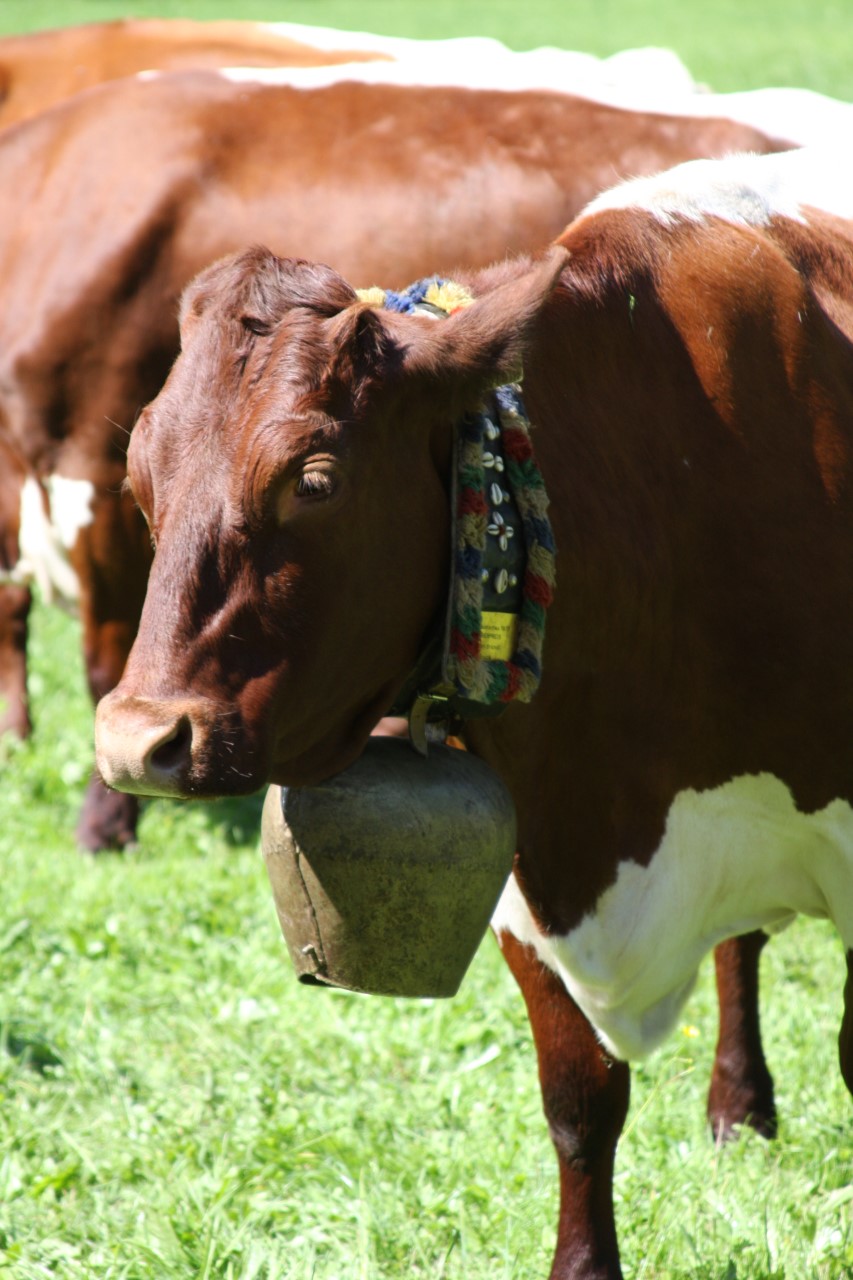 Cow with Traditional Collar and Bell