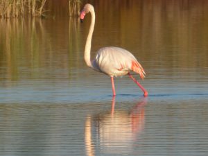 A flamingo walks in a saltwater lake. The flamingo has a white body with pink tail feather and feet. The water is a brownish-red color.
