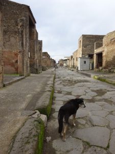 A dog wandering the streets of Pompeii, Italy.