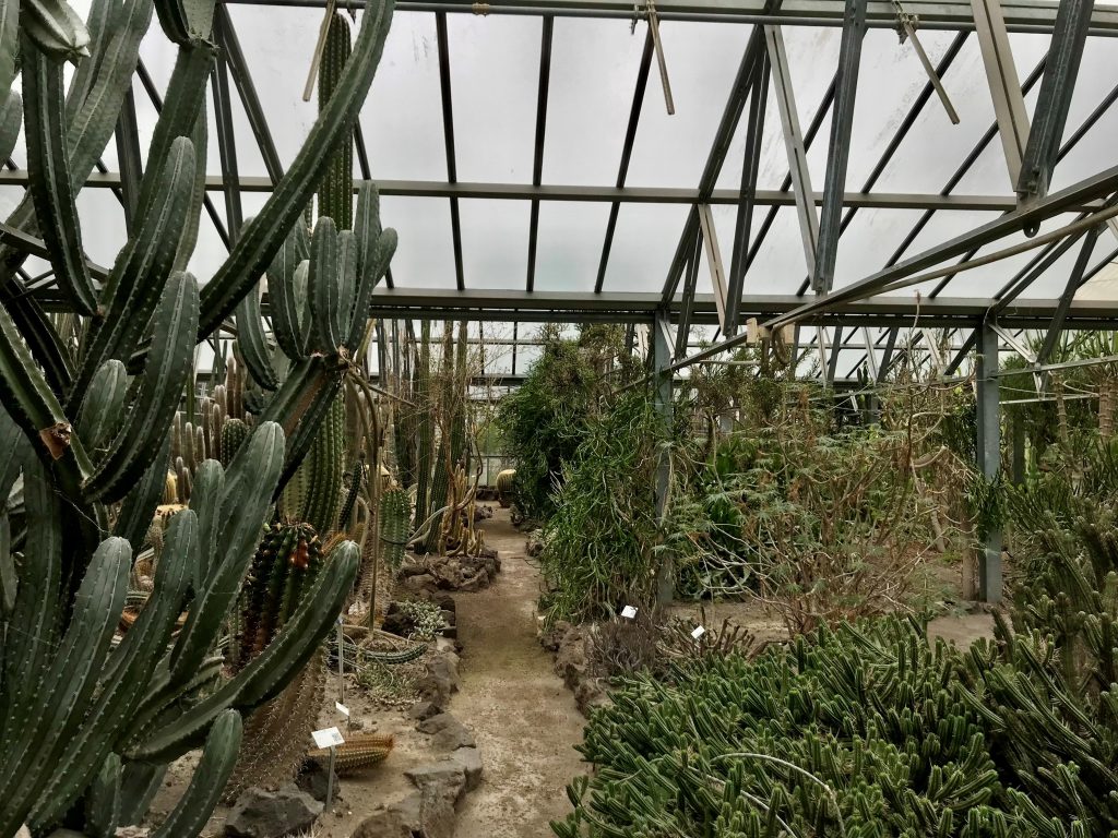 Cacti in a greenhouse.