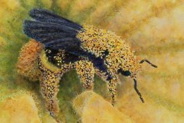 As the Bee Sees: A Pollinator's Perspective by artist Susan Curington