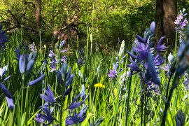 Camas and deer in Cozine Creek running through Linfield's McMinnville campus